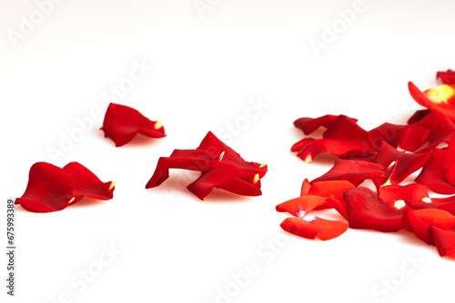 Fototapeta Naklejka Na Ścianę i Meble -  Petals of a red rose .