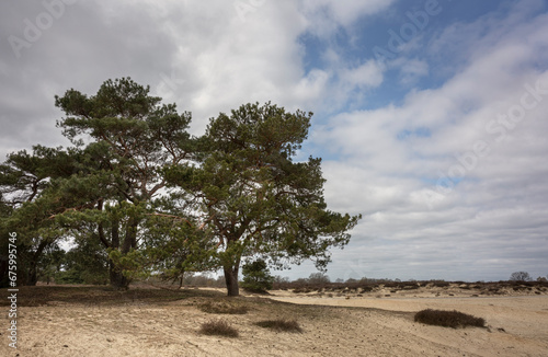 A few trees on a sand plain in the vast nature reserve of the Balloërveld in Drenthe.