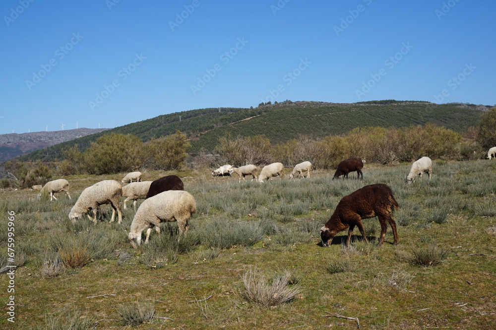 sheep sheep