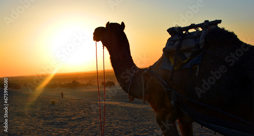 Camel silhouette in the Thar desert at sunset Jaisalmer. Rajasthan. India #675996580