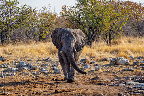Elephant in the Etosha National Park © Nikokvfrmoto