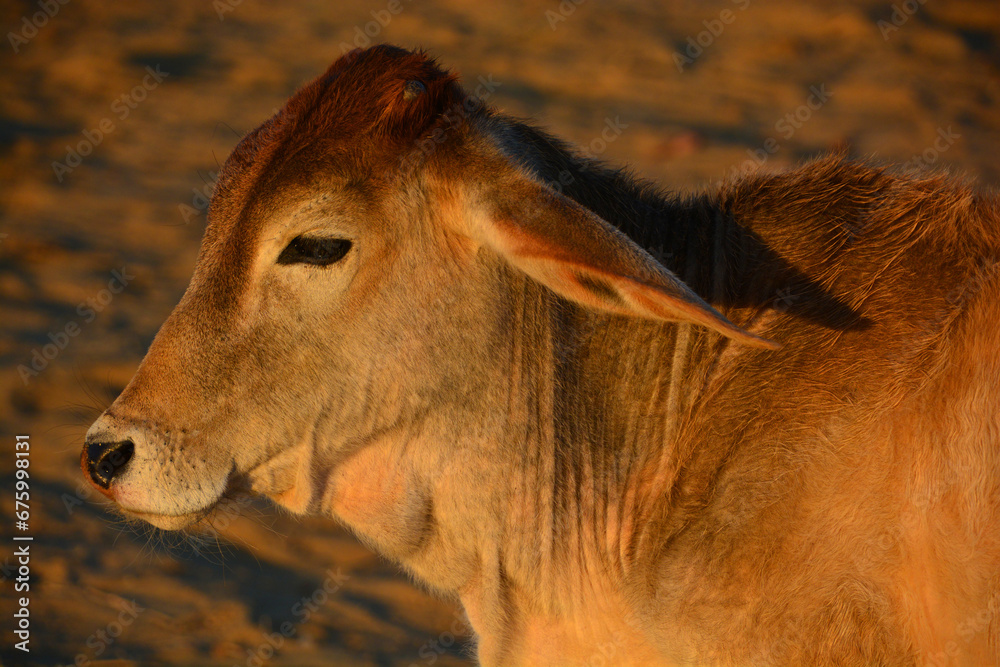 The Brahman breed (also known as Brahma) originated from Bos indicus