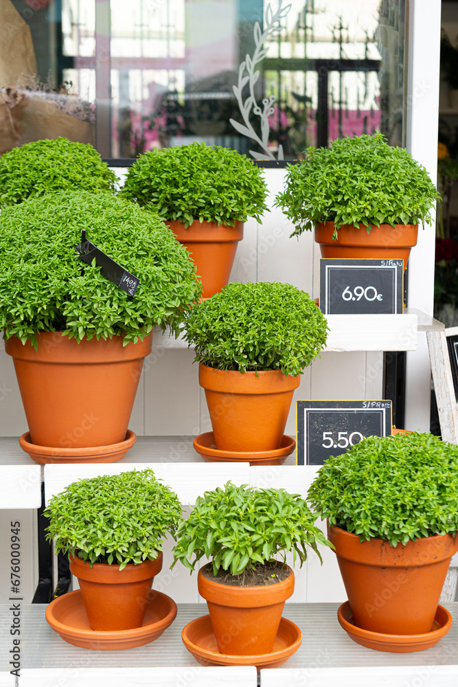 Manjerico plants in a pots on the market stall. Plant for Traditional Summer festival in June San Juan, Portugal Manjerico plants in a pots on the market stall. Plant for Traditional Summer festival in June San Juan, Portugal
