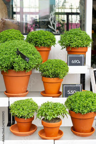 Manjerico plants in a pots on the market stall. Plant for Traditional Summer festival in June San Juan, Portugal
