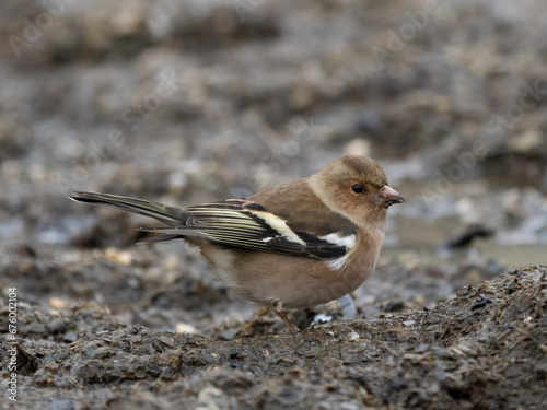 Buchfink (Fringilla coelebs)