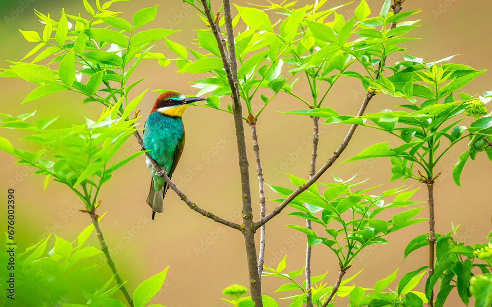 Fototapeta premium Żołna zwyczajna Merops apiaster