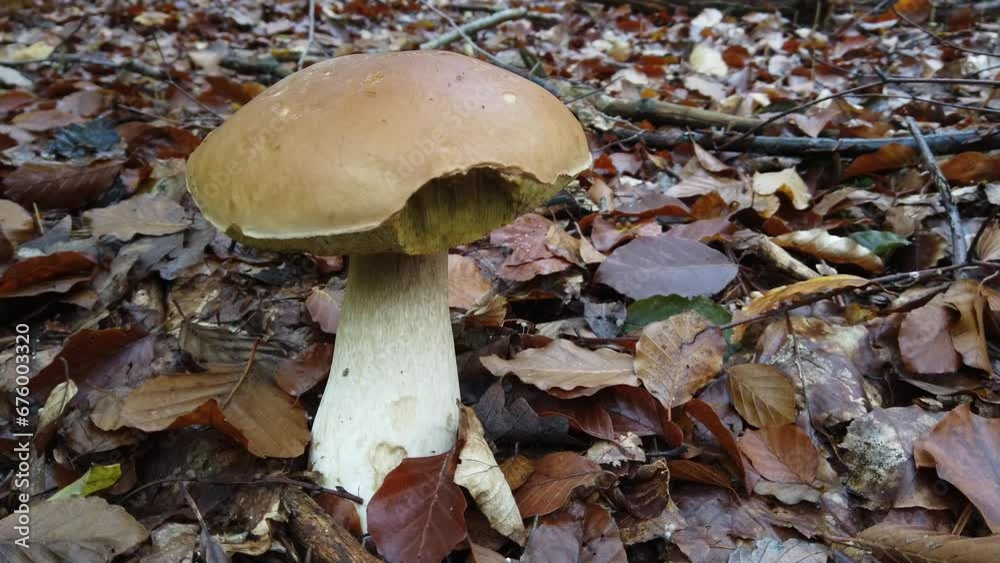 Ein großer alter Steinpilz, Boletus im herbstlichen Laubwald, Slidershot Ein großer alter Steinpilz, Boletus im herbstlichen Laubwald, Slidershot
