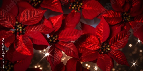 Christmas Poinsettia Holiday Backgrounds. Festive Bokeh Lights.