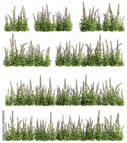 Fototapeta Naklejka Na Ścianę i Meble -  Set of foxgloves plants, 3D rendering with transparent background