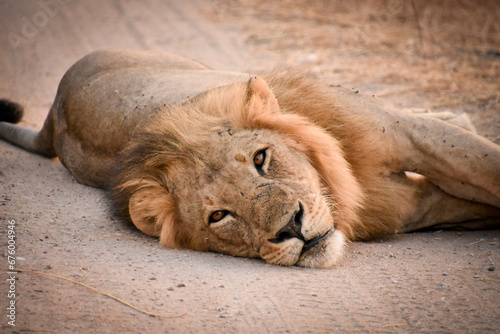 Fototapeta Naklejka Na Ścianę i Meble -  hello lion