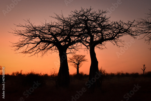 Baobab Katavi photo