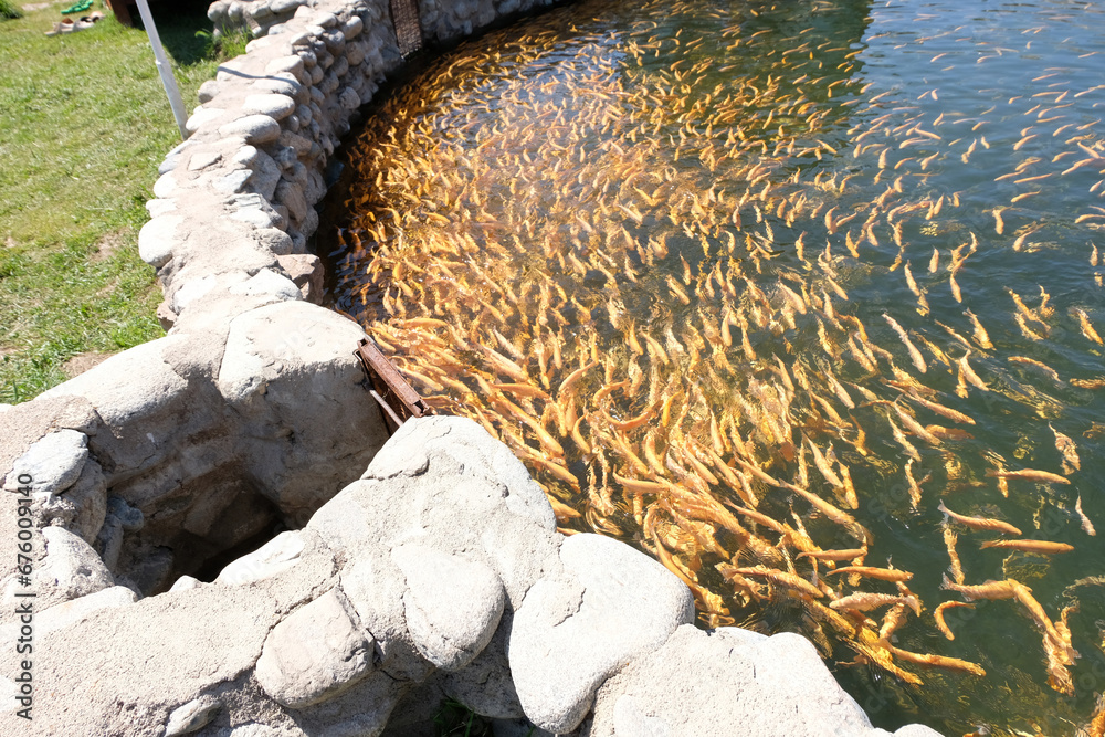 Trout farming. Breeding golden, rainbow trout species. Fish farming in ecologically clean fresh