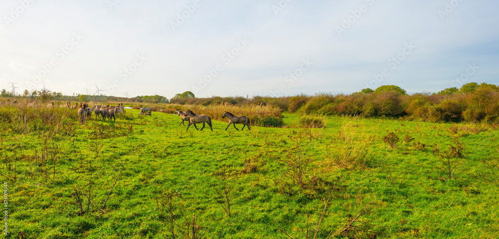 Herd of feral horses walking along a lake in sunlight beneath a blue cloudy sky in winter, Almere, Flevoland, The Netherlands, November 9, 2023