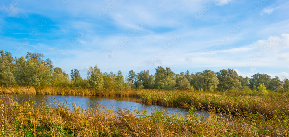 Fototapeta premium Reed and trees along a lake in wetland beneath a blue sunny sky in winter, Almere, Flevoland, The Netherlands, November 9, 2023