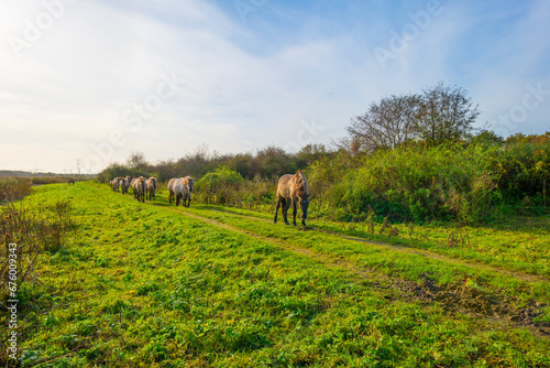 Herd of feral horses walking along a lake in sunlight beneath a blue cloudy sky in winter, Almere, Flevoland, The Netherlands, November 9, 2023 © Naj