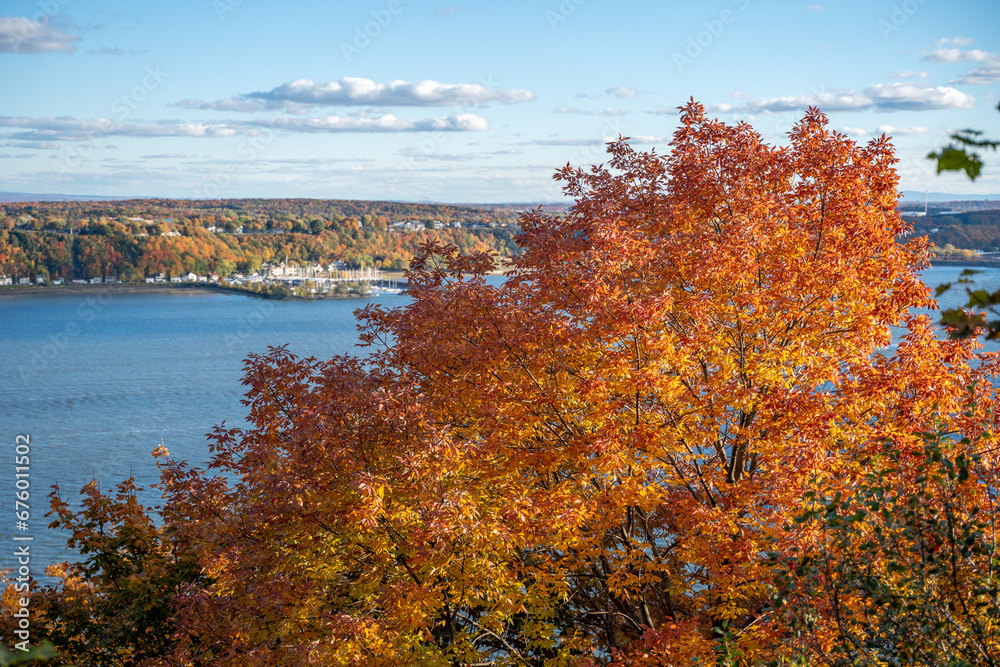 Autumn colors of a maple tree in the foreground with the view of the San Lorenzo river in Quebec city, Canada