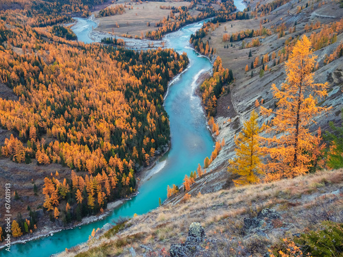 Colorful autumn landscape with golden leaves on trees along wide turquoise mountain river in misty morning. Awesome alpine scenery with big mountain river in gold autumn colors in fall time.