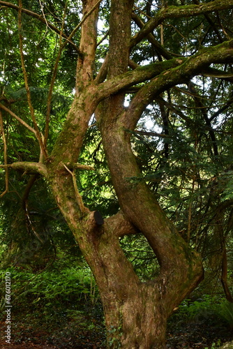 Giant sequoia tree in the Woodstock Gardens and Arboretum, Inistioge, County Kilkenny, Ireland