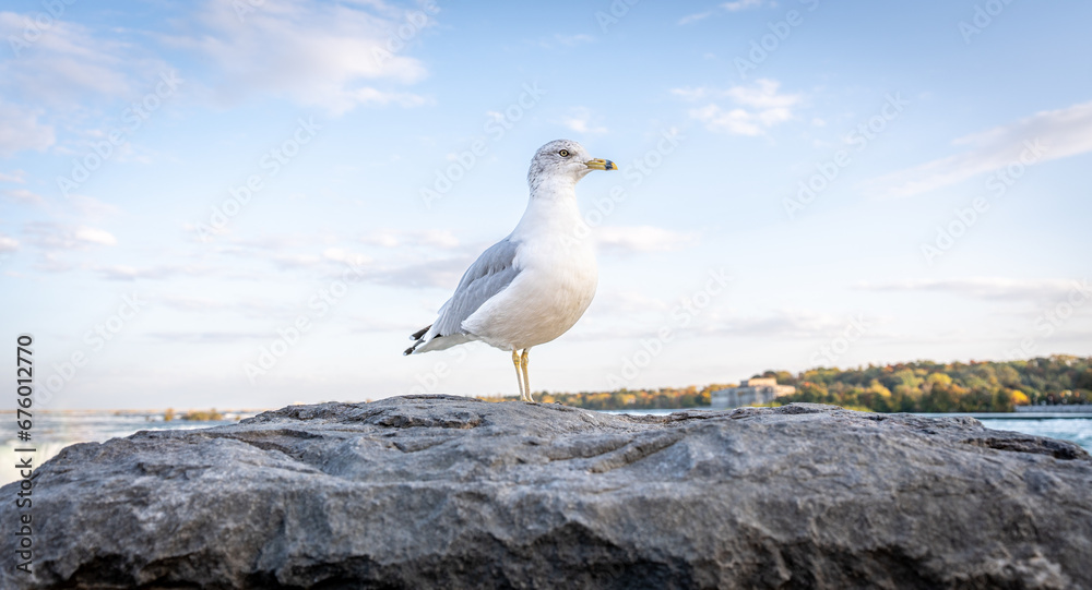 A seagull bird standing in front of Niagara Falls, with fog and rainbow in the background, in Ontario's Canadian side. A seagull bird standing in front of Niagara Falls, with fog and rainbow in the background, in Ontario's Canadian side.