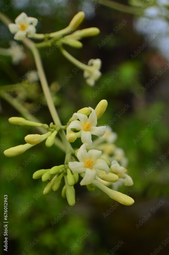 Fototapeta premium Carica papaya flower