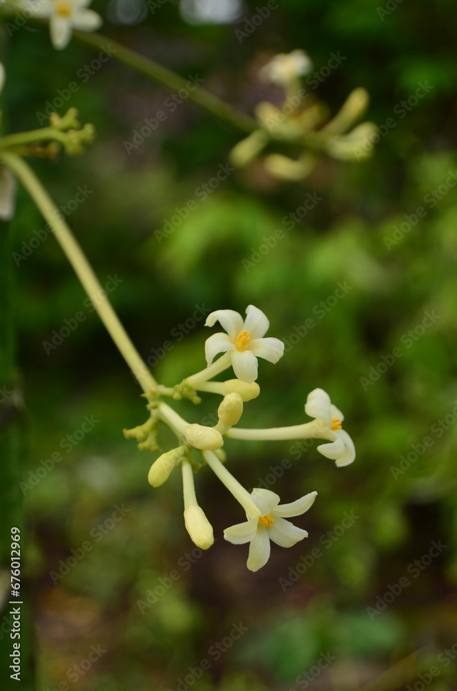 Carica papaya flower