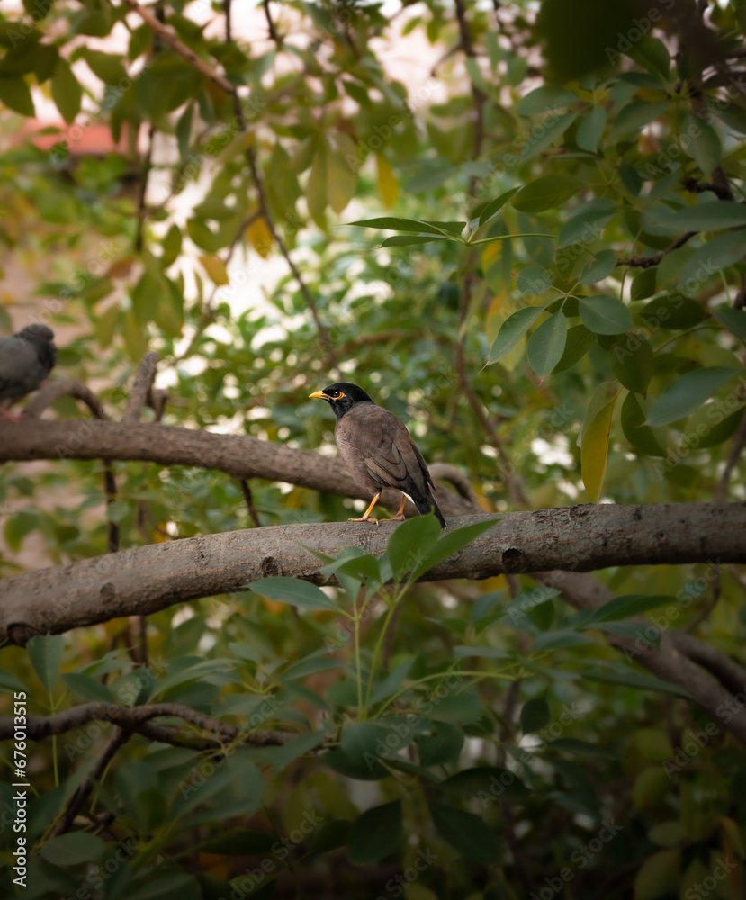 Common Myna bird sitting on a tree branch during the golden hour in India Common Myna bird sitting on a tree branch during the golden hour in India