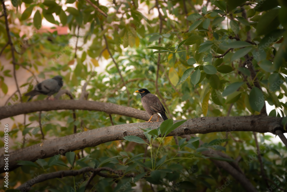 Common Myna bird sitting on a tree branch during the golden hour in India Common Myna bird sitting on a tree branch during the golden hour in India
