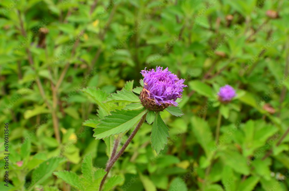 bee on a flower bee on a flower