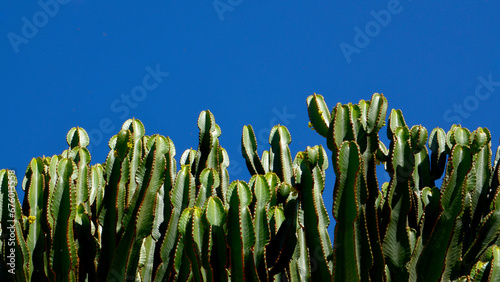 Euphorbia canariensis or Cardon canario cactus plants on a blue sky background.Tropical exotic succulents concept with copy space.Selective focus. photo