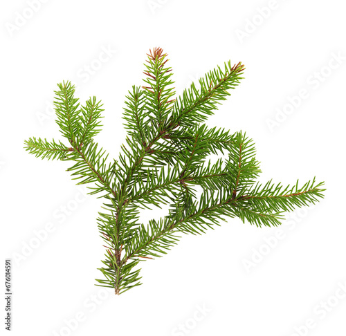 Slika na platnu Green fir tree spruce branch with needles isolated on white background