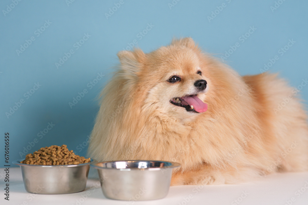Hand of unrecognisable person is feeding a pet, beautiful adorable Pomeranian Spitz dog, little breed small puppy with dry feed. Two bowls with food and water on blue background. Healthy eating doggy Hand of unrecognisable person is feeding a pet, beautiful adorable Pomeranian Spitz dog, little breed small puppy with dry feed. Two bowls with food and water on blue background. Healthy eating doggy