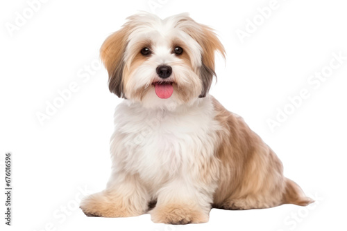 Havanese dogs looking at the camera isolated on transparent background © Pixel Alchemy