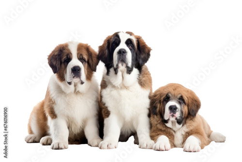Saint Bernard dogs looking at the camera isolated on transparent background photo