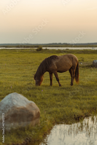 horse in the meadow