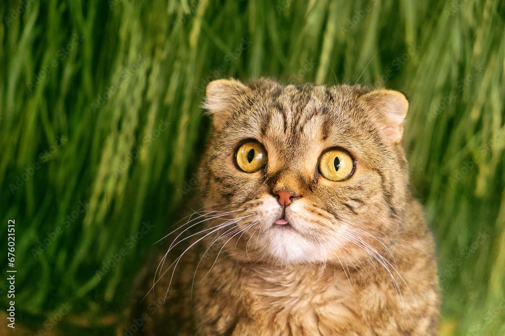 Cat on a background of green grass. Funny cat with the tip of his tongue sticking out. Cat and open mouth.