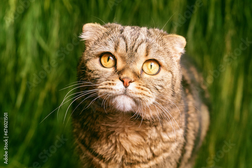 The cat looks intently. Funny look of a cat. The cat looks with pretension. Cat on a background of green grass.