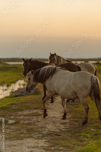 Three horses on a trail near river