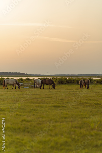 Grazing horses in the field near the river during the sunset