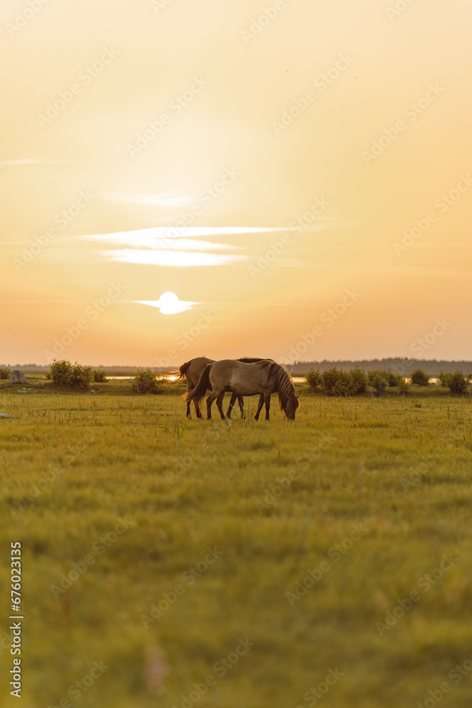 Obraz premium Grazing horses in the field near the river during the sunset