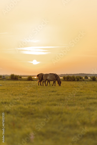 Grazing horses in the field near the river during the sunset © Linda