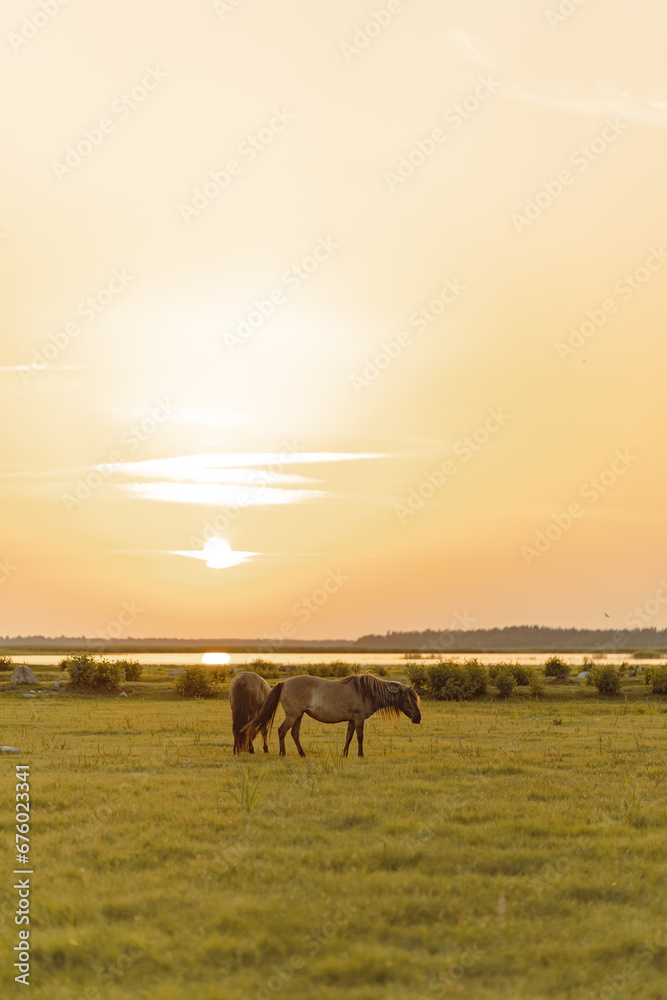 Brown horses in the field near the river during the sunset Brown horses in the field near the river during the sunset