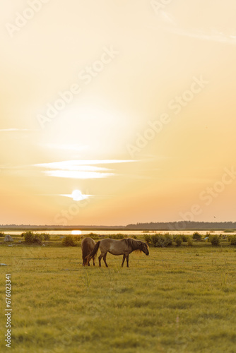 Brown horses in the field near the river during the sunset © Linda