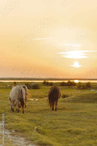 Grazing horses in the sunset