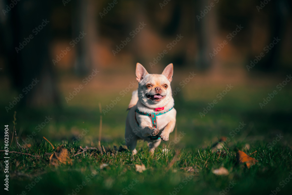 small chihuahua dog running across a cropped green lawn on a clear evening at sunset small chihuahua dog running across a cropped green lawn on a clear evening at sunset