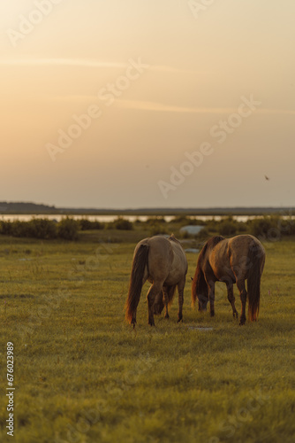 Grazing horses in the golden hour near the river