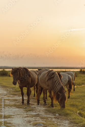 Grazing horses in the golden hour