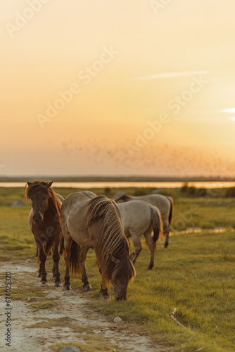 Grazing horses in the golden hour