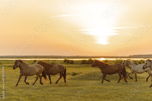 Running horses in the sunset