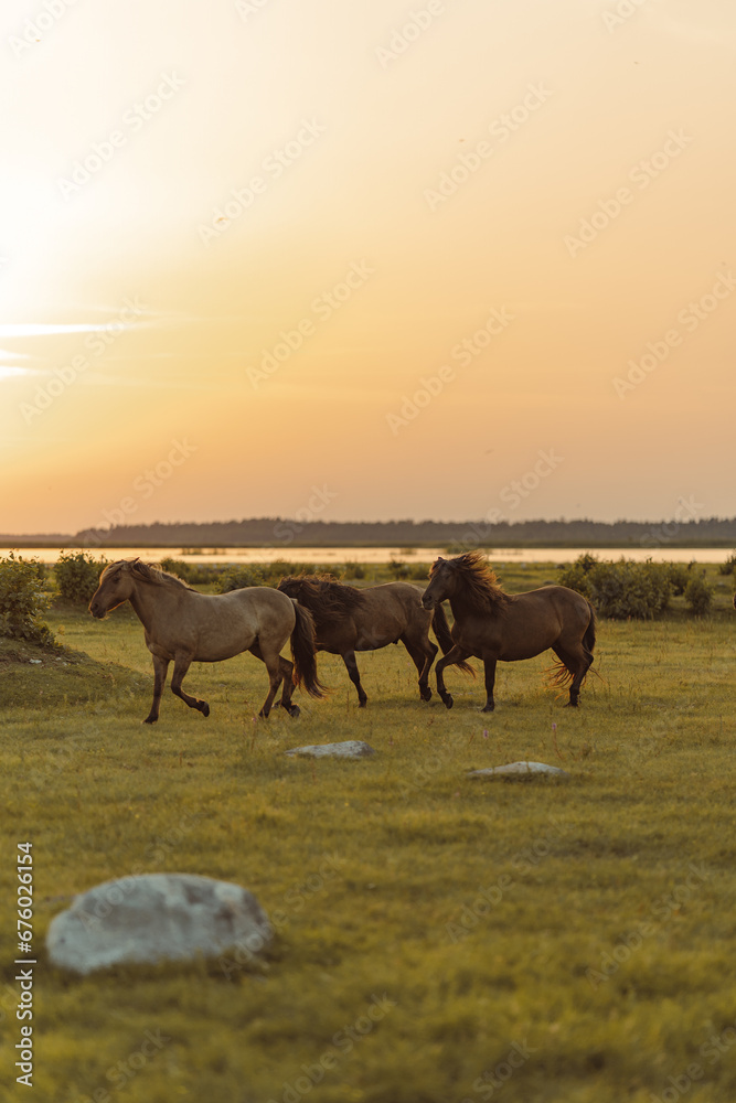Three walking horses in the meadow