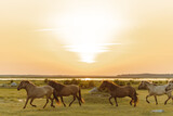 Running horses in the sunset